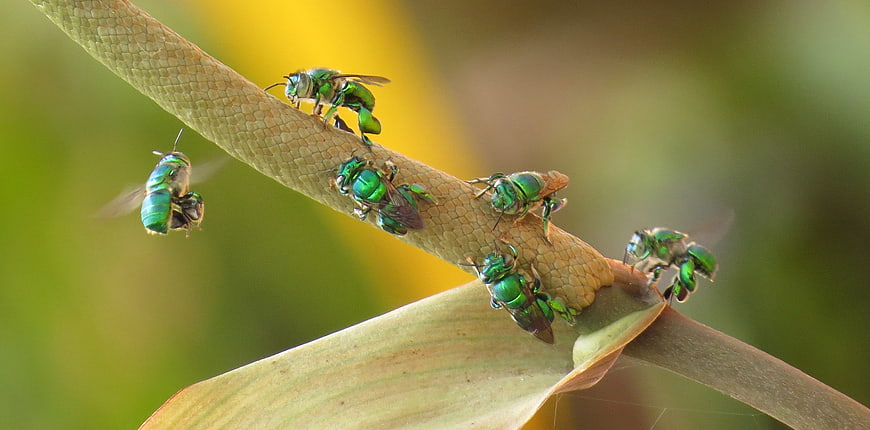 Metallic Green Bees on Plant Stem Macro