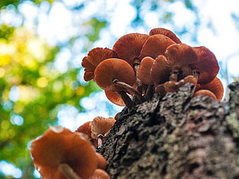 Cluster of Orange Mushrooms Growing on Tree Bark