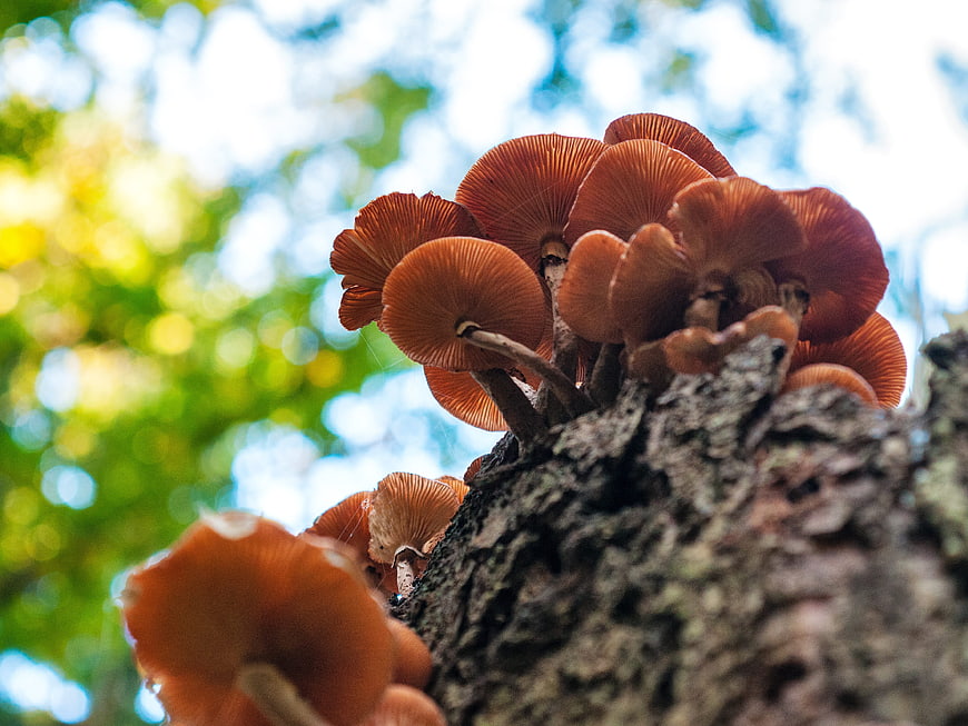Cluster of Orange Mushrooms Growing on Tree Bark