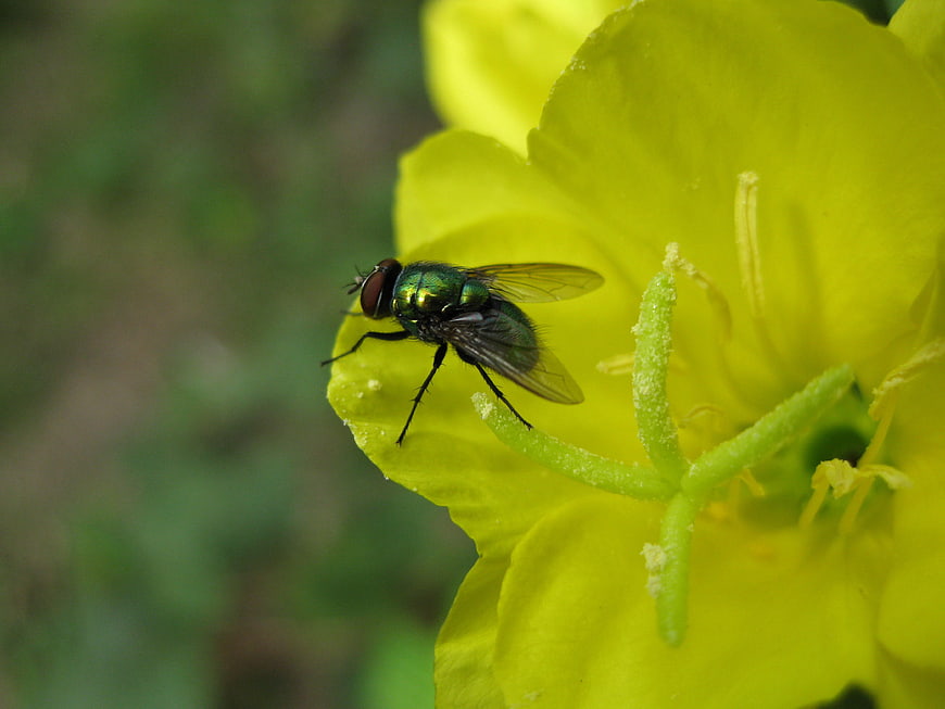 Green Blowfly on Yellow Flower Macro Nature Photography