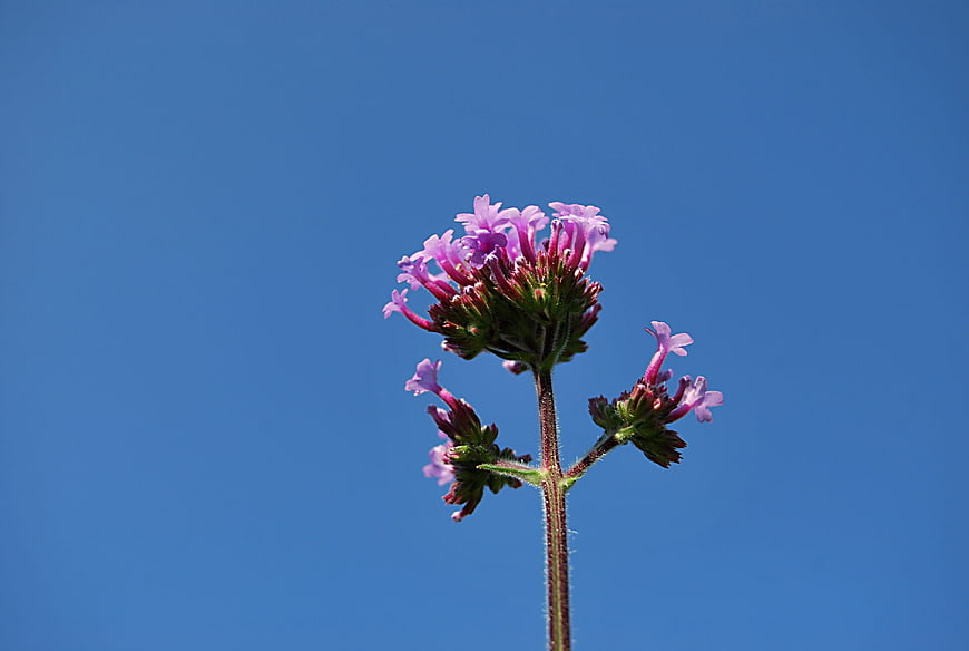 Purple Verbena Flower Against Blue Sky