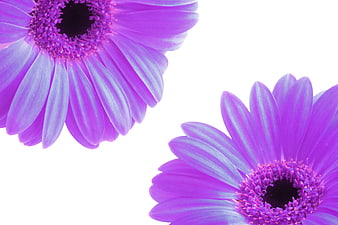 Vibrant Purple Gerbera Flowers on White Background