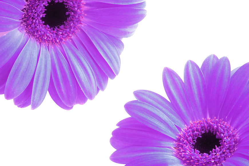 Vibrant Purple Gerbera Flowers on White Background