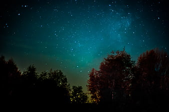 Milky Way Galaxy Over Dark Forest Silhouette at Night