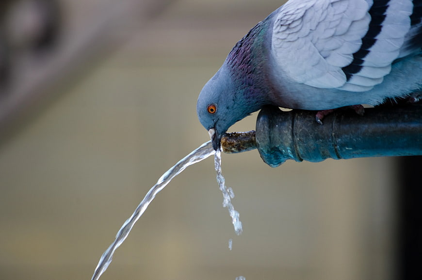 Close-up of pigeon drinking water from a fountain spout