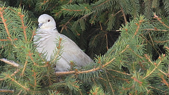 Eurasian Collared-Dove Perched in Pine Tree Branches