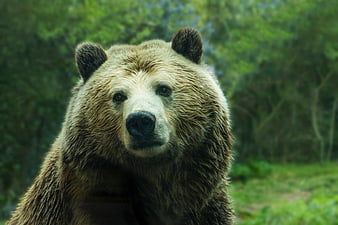 Close-up portrait of a brown bear in a forest