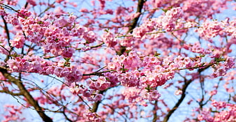 Pink Cherry Blossoms on Branches Against Blue Sky