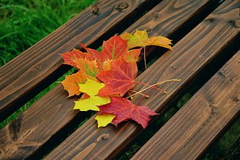 Colorful Autumn Maple Leaves on Wooden Bench