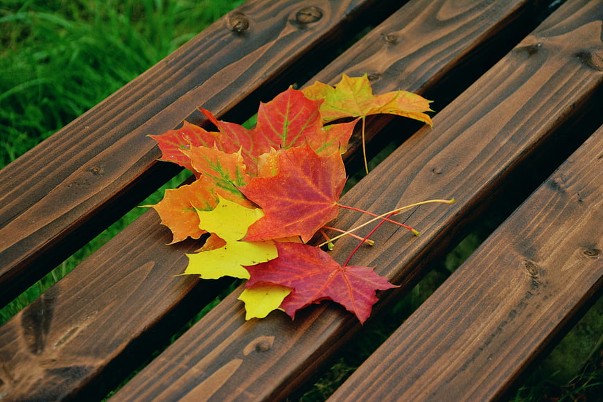 Colorful Autumn Maple Leaves on Wooden Bench