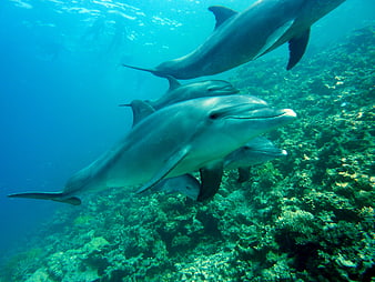 Pod of dolphins swimming over coral reef underwater