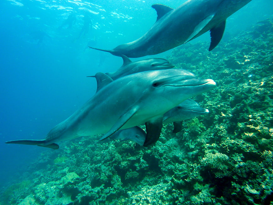 Pod of dolphins swimming over coral reef underwater