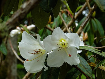 Close-up of white rhododendron flowers with green leaves
