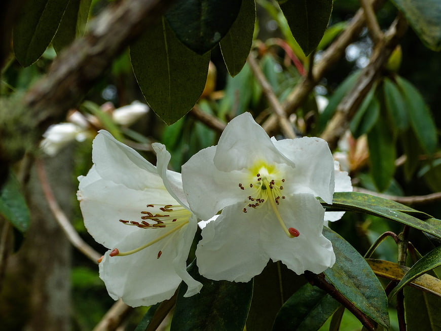 Close-up of white rhododendron flowers with green leaves