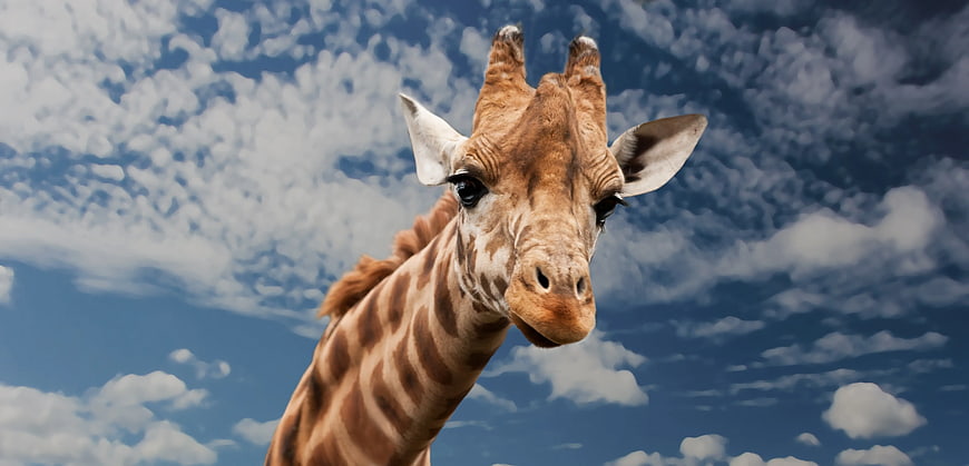 Close-up of a Giraffe Head Against Blue Sky with Clouds