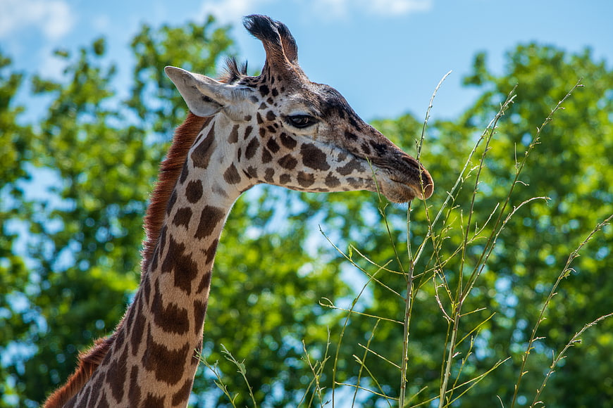 Close-up portrait of a giraffe head against green trees