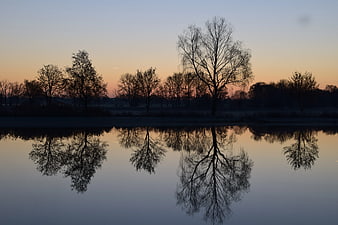 Silhouette of bare trees reflected in calm lake at sunset