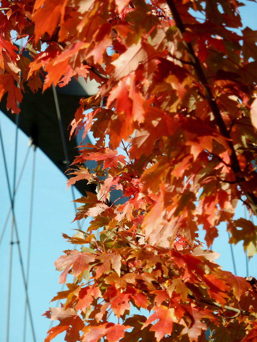 Vibrant Red Autumn Maple Leaves Against Blue Sky
