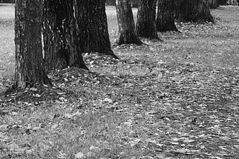 Black and white photo of tree trunks in a park with fallen leaves