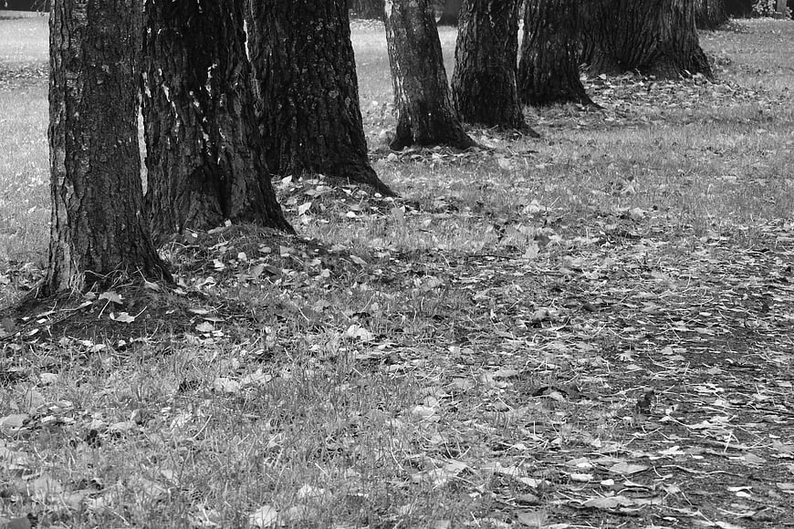 Black and white photo of tree trunks in a park with fallen leaves