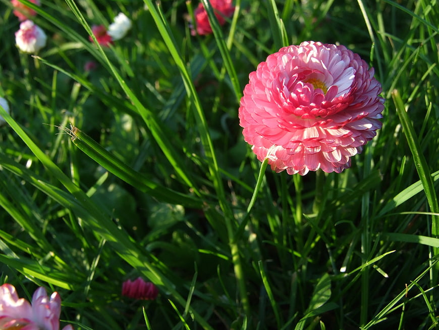 Pink Ranunculus Flower in Green Grass