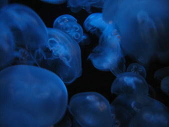 Blue Moon Jellyfish Swimming in Dark Water