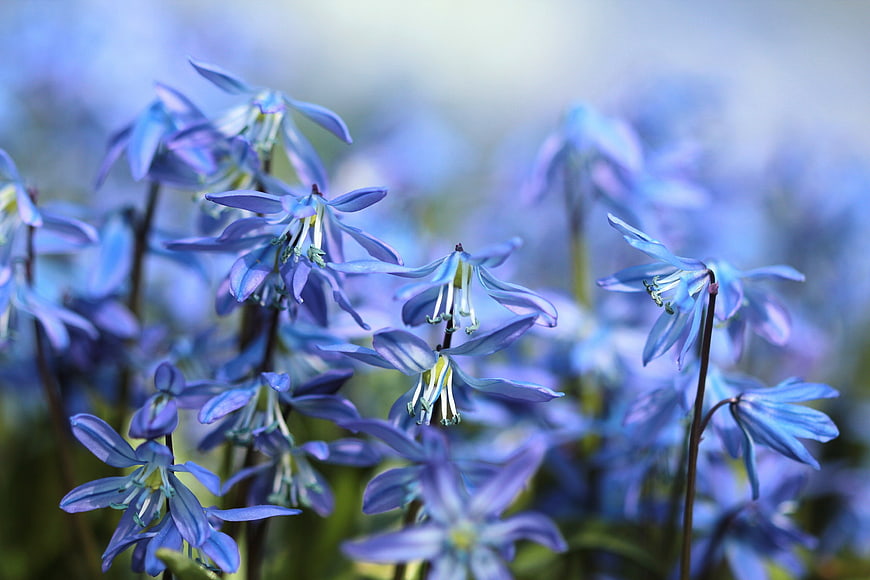 Close-up of Blue Scilla Flowers in Spring Bloom