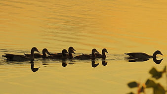 Egyptian Geese Swimming in Golden Hour Lake