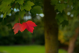 Two Red Maple Leaves Hanging Among Green Foliage