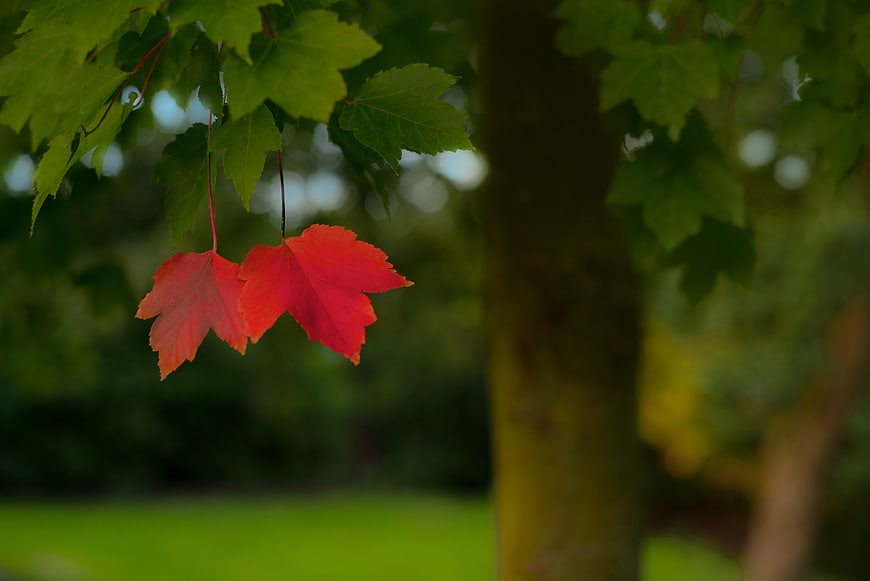 Two Red Maple Leaves Hanging Among Green Foliage