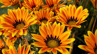 Vibrant Orange and Yellow Gazania Flowers in Bloom