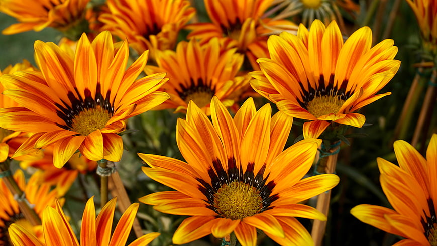 Vibrant Orange and Yellow Gazania Flowers in Bloom