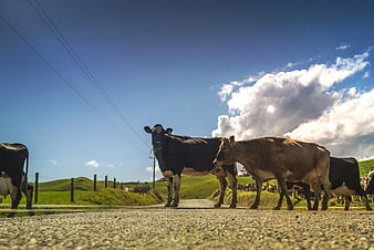 Low Angle View of Cows Walking on Rural Road
