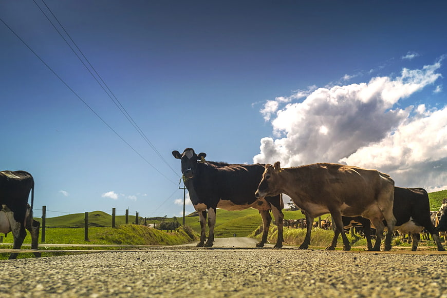 Low Angle View of Cows Walking on Rural Road
