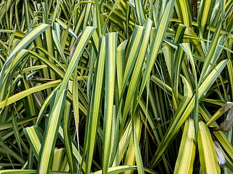 Close-up of variegated green and yellow striped leaves