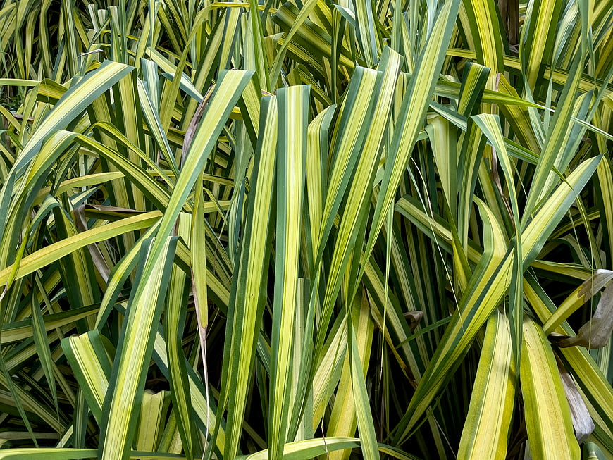 Close-up of variegated green and yellow striped leaves