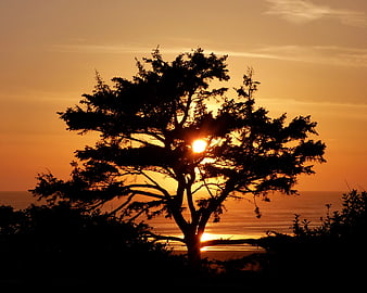 Silhouette of tree against golden sunset over ocean