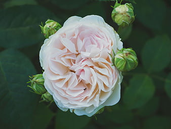 Close-up of a pale pink rose bloom with green buds