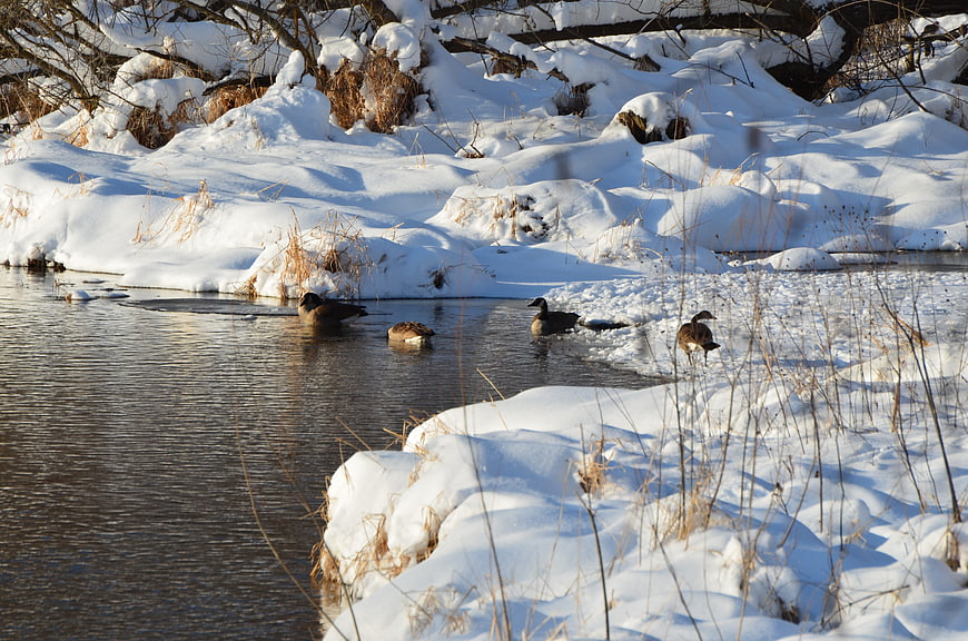 Ducks swimming in a frozen river during winter