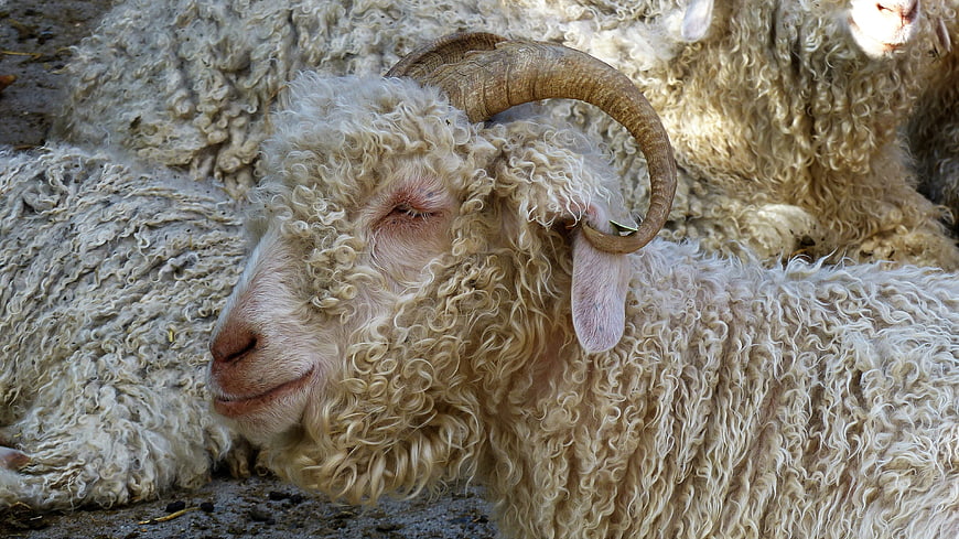 Close-up portrait of a ram with thick wool and curved horns