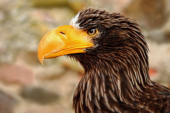 Close-up portrait of a majestic white-tailed eagle head
