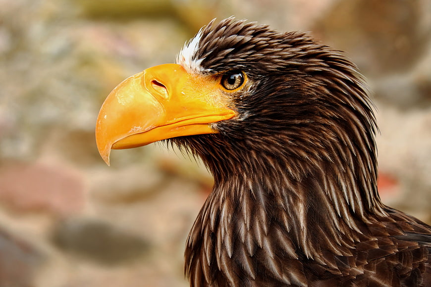 Close-up portrait of a majestic white-tailed eagle head