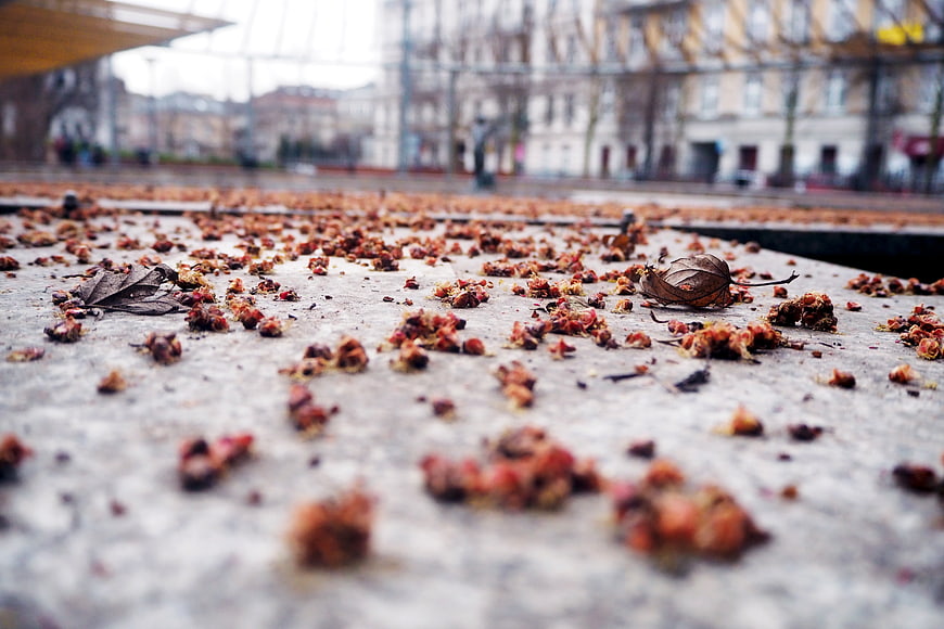 Low angle view of fallen autumn leaves and berries on pavement