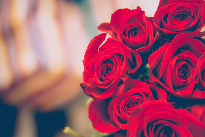 Close-up of vibrant red roses with blurred background