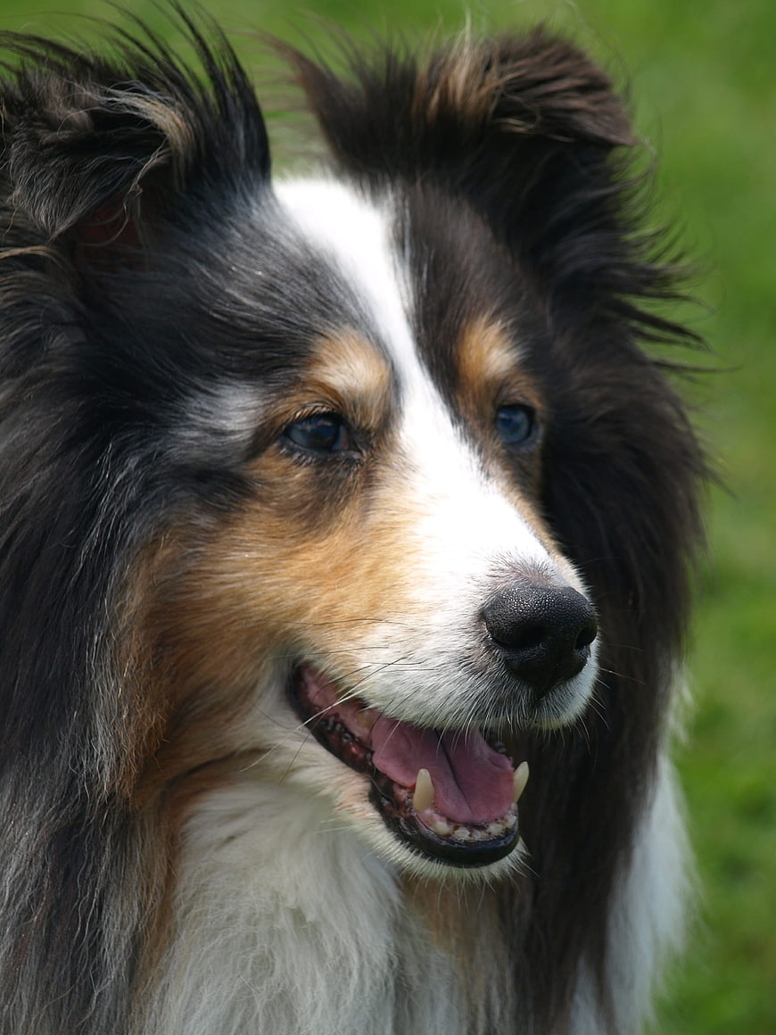 Close-up portrait of a happy Shetland Sheepdog with blue eyes