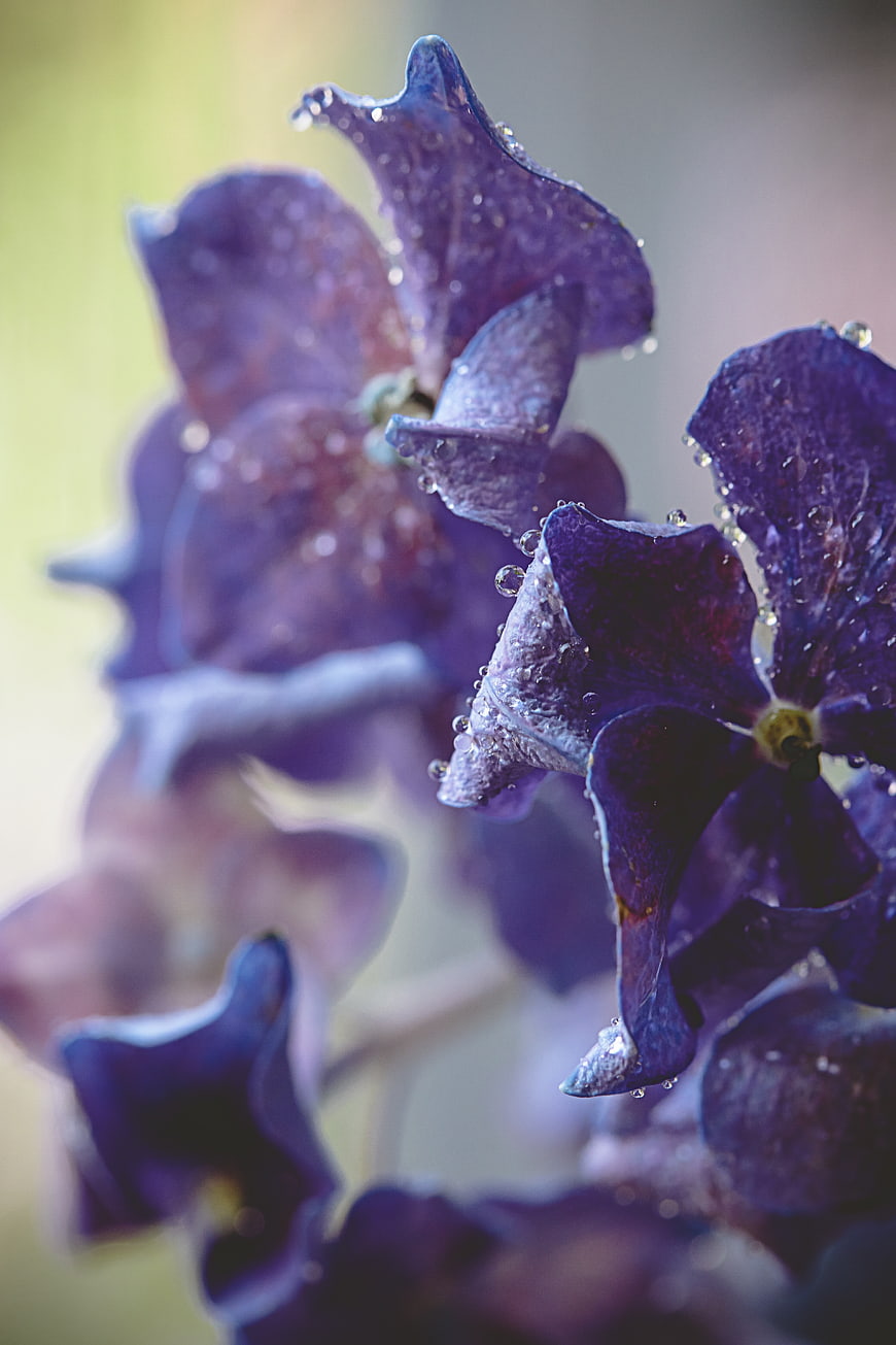 Macro shot of purple flower petals with water droplets
