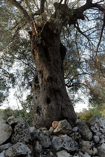 Ancient Olive Tree Trunk with Rough Bark and Stone Wall