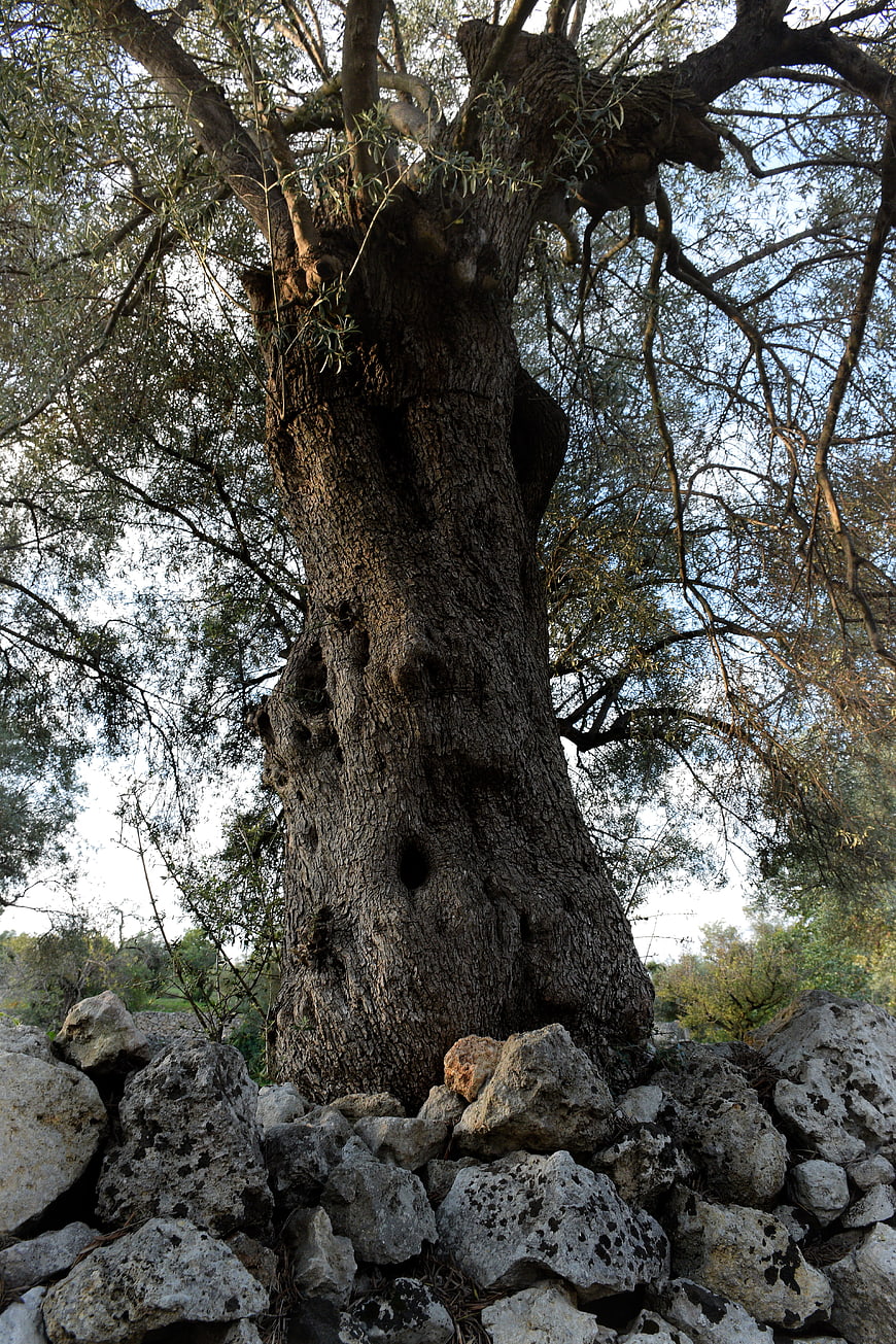 Ancient Olive Tree Trunk with Rough Bark and Stone Wall