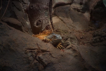 Orange Iguana Resting on Rocks in Natural Habitat