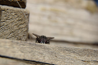 Close-up of a fly on weathered wood